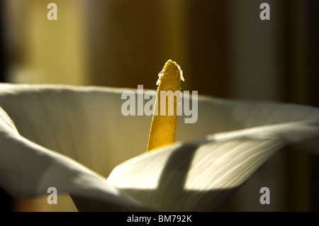 Makro gegen den Blütenständen einer Blume Calla (Zantedeschia Aethiopica) Wasser Stockfoto