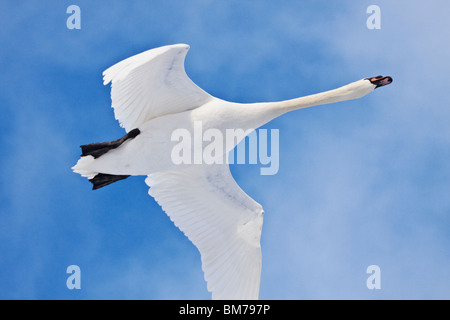 Höckerschwan im Flug gegen blauen Himmel, England, UK Stockfoto