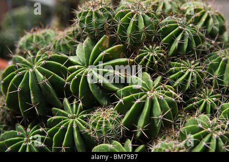 Nahaufnahme von echinopsis Multiplex-Kakteen-Pflanzensaukkulenten in den USA horizontale Hi-res Stockfoto