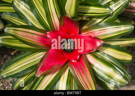 Rote Bromelie Neoregelia carolinae Pflanze in den USA horizontale Hi-res Stockfoto