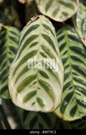 Tropische Gebetspflanze hinterlässt Maranta leuconeura Marantaceae Hi-res Stockfoto