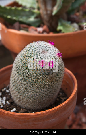 Schneeballkaktus mit violetten Blüten Mammilloydia candida vertikal in den USA Hi-res Stockfoto
