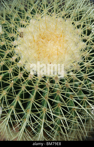 Eine Nahaufnahme von Golden Barrel Cactus Echinocactus grusonii Pflanze keine Menschen niemand isoliert von oben hoch-res Stockfoto