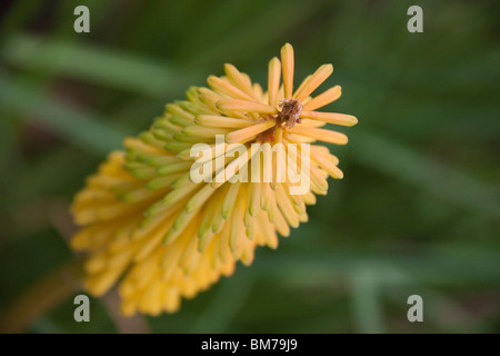 Gelbe Kniphofia in voller Blüte Stockfoto