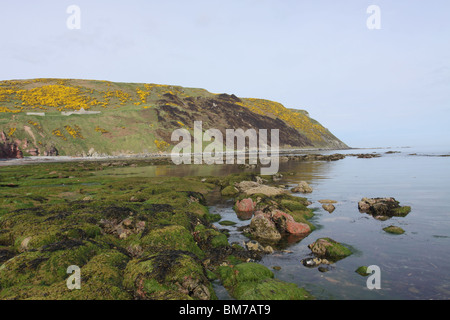 Gamrie-Bucht in der Nähe von Gardenstown Schottland Mai 2010 Stockfoto