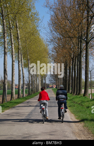 Radfahren entlang der Allee in Haspengouw Belgien Stockfoto