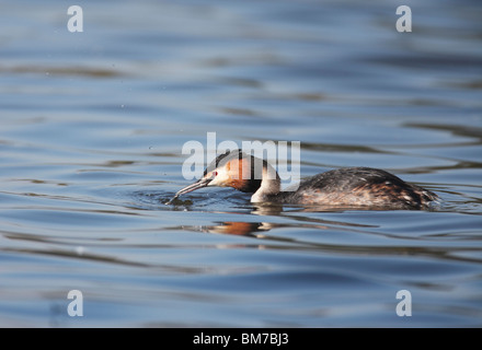 Great crested Grebe (Podiceps Chritatus) fangen Stichling Stockfoto