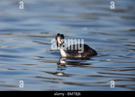 Great crested Grebe (Podiceps Chritatus) mit Stichling Stockfoto