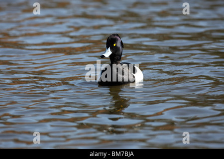 Reiherenten (Aythya Fuligula) Drake schwimmen Vorderansicht Stockfoto
