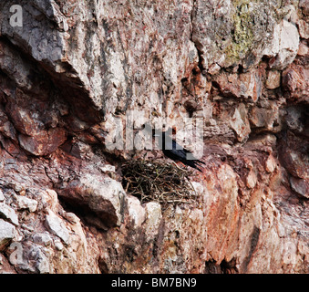 Raven (Corvus Corax) im Nest auf Kalksteinfelsen Stockfoto