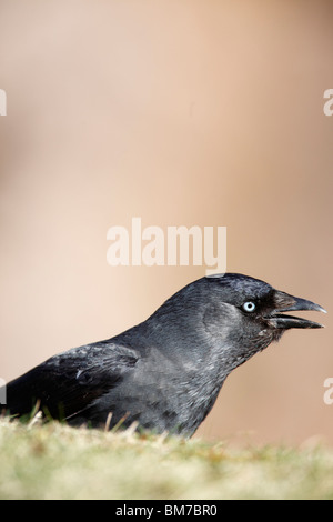 Dohle (Corvus Monedula) Nahaufnahme Seitenansicht Stockfoto