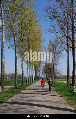 Radfahren entlang der Allee in Haspengouw Belgien Stockfoto