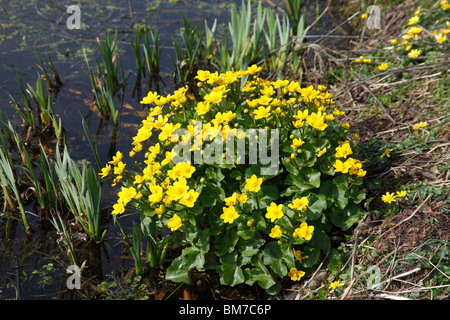 Marsh Marigold (Caltha Palustris) Blüte am Gewässerrand Stockfoto