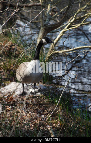 Kanadagans (Branta Canadensis) am nest Stockfoto