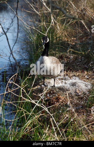 Kanadagans (Branta Canadensis) am nest Stockfoto