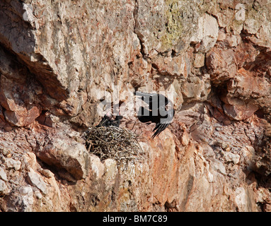 Raven (Corvus Corax) Landung am Nest in Felswand Stockfoto