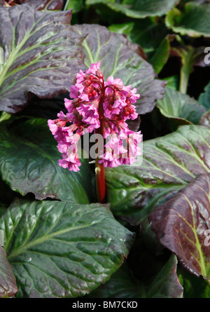 Bergenie Cordifolia Purpurea Nahaufnahme Blume Stockfoto