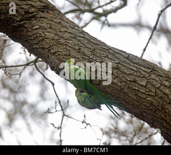 Ring-necked Parakeet (geflohen waren) paar auf Eiche Ast Stockfoto