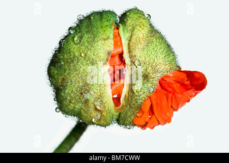 Eine Mohnblume Knospe-Öffnung Stockfoto