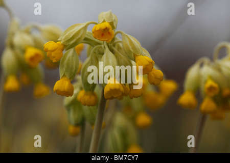 Schlüsselblume (Primula Veris) Nahaufnahme von Blumen Stockfoto