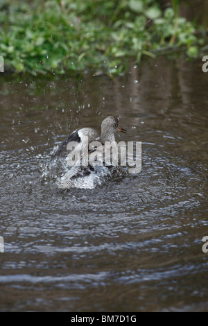 Rotschenkel (Tringa Totanus) Baden im flachen pool Stockfoto