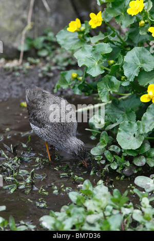 Rotschenkel (Tringa Totanus) Fütterung im weichen Schlamm Stockfoto