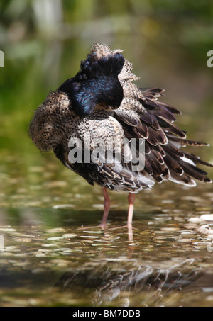 Kampfläufer (Philomachus Pugnax) männliche in der Zucht Gefieder zu putzen Stockfoto
