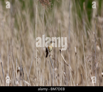 Schilfrohrsänger (Acrocephalus Schoenobaemus) hocken auf Reed Stamm Stockfoto