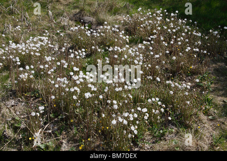 Huflattich (Tussilago Farfara) Pflanzen Samen Stockfoto