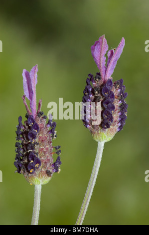 Spanisch oder Französisch Lavendel (Lavandula Stoechas) Stockfoto