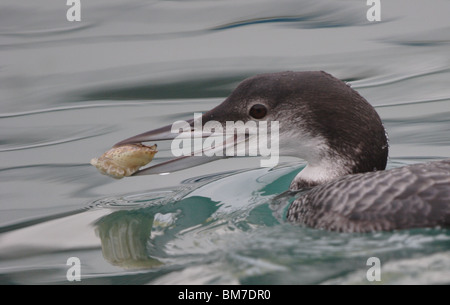 Great Northern Diver.Gavia immer.in Winter Gefieder, Newlyn, Cornwall U.K Stockfoto
