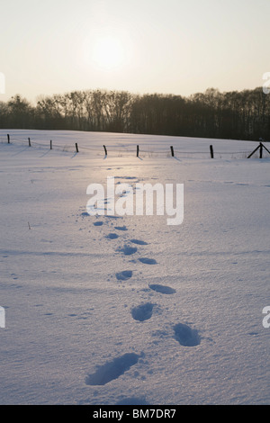 Fußspuren im Schnee Stockfoto