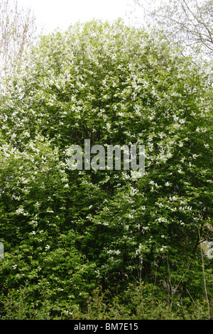 Wildkirsche (Prunus Avium) Baum in Blüte Stockfoto