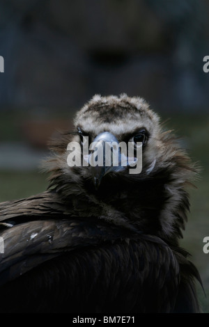 Ein Mönchsgeier (Aegypius Monachus) Stockfoto