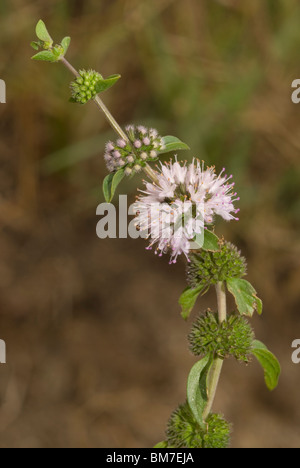 Poleiminze (Mentha Pulegium) Stockfoto