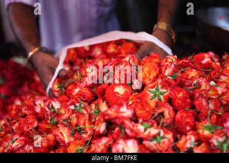 Rote Blumen für Verkauf im Devaraja Markt in Mysore, Karnataka, Indien. Stockfoto