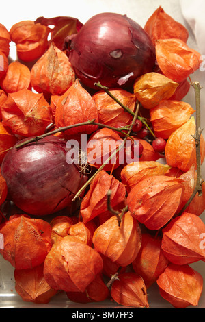 Roten Zwiebeln und Physalis alkekengi Stockfoto