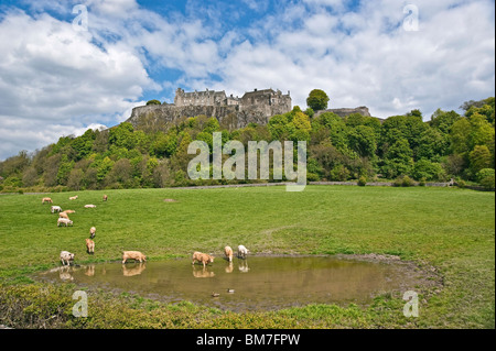 Stirling Castle in Schottland gesehen von Westen Kühe Baden und genießen das schöne Wetter Stockfoto