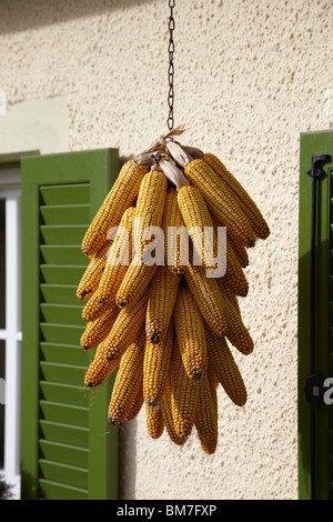 Große Gruppe von Maiskolben Trocknung vor einem Haus Stockfoto