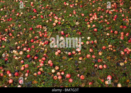 Gefallenen Äpfel auf dem Boden Stockfoto