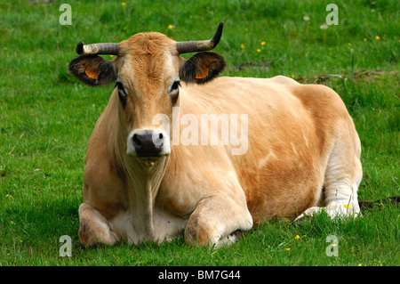 Aubrac Kuh, Frankreich Stockfoto