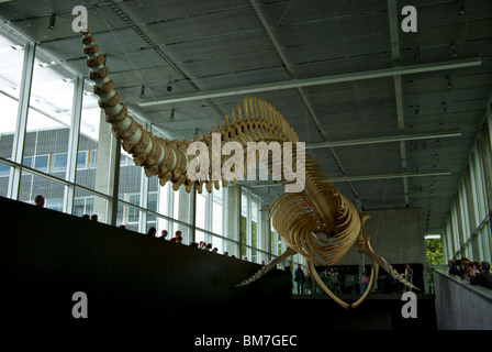 Abgehängte Decke auf Blauer Wal-Skelett zeigen Djavad Mowafaghian Atrium Beaty Biodiversität Museum UBC Vancouver BC Stockfoto