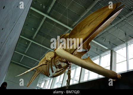 Blauwal Skelett Ausstellung in der Djavad Mowafaghian Atrium Beaty Biodiversität Museum Vancouver BC-UBC-Campus Stockfoto