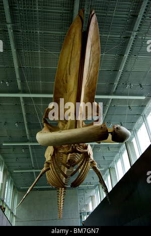 Abgehängte Decke auf Blauer Wal-Skelett zeigen Djavad Mowafaghian Atrium Beaty Biodiversität Museum UBC Vancouver BC Stockfoto