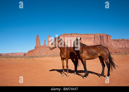 Zwei wilde Pferde, Monument Valley Navajo Tribal Park, Monument Valley, Arizona, USA Stockfoto