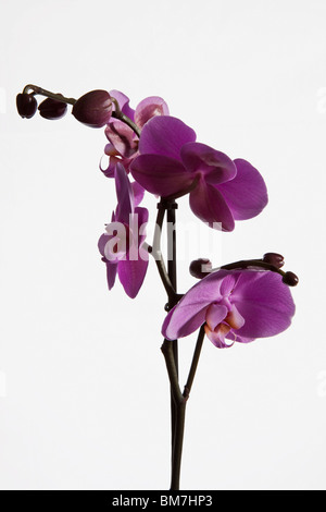 Rosa Nachtfalter-Orchidee (Phalaenopsis) Stockfoto