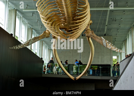 Blauwal Skelett Ausstellung in der Djavad Mowafaghian Atrium Beaty Biodiversität Museum Vancouver BC-UBC-Campus Stockfoto