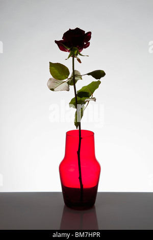 Eine einzelne Rose in einer vase Stockfoto