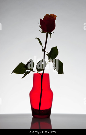 Eine einzelne Rose in einer vase Stockfoto