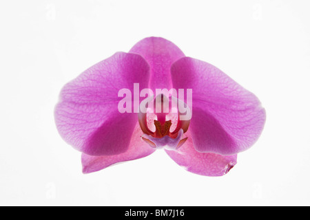 Rosa Nachtfalter-Orchidee (Phalaenopsis) Stockfoto